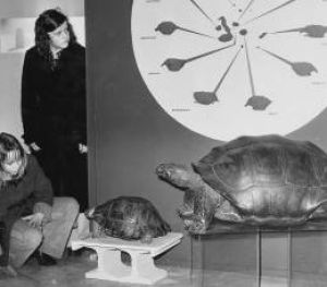 Natuurhistorisch Museum.